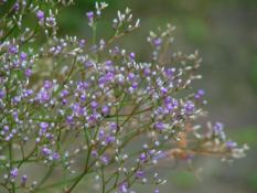 Limonium latifolium Lamsoor bestellen